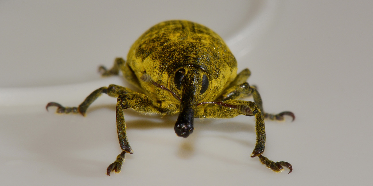 Curculionidae: Larinus sp?  S !,  Larinus (Phyllonomeus) sturnus